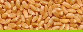 Wheat Feature : High In Protein, Good For Health