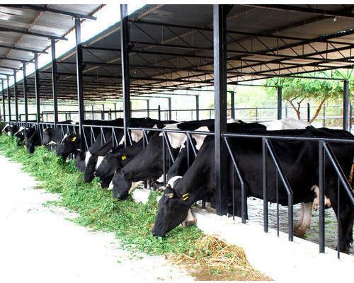 Dairy Farm Consultancy Services