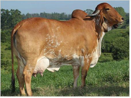 Dairy Farm Consultancy Services