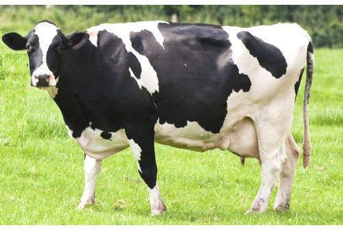 Holstein Friesian Cow