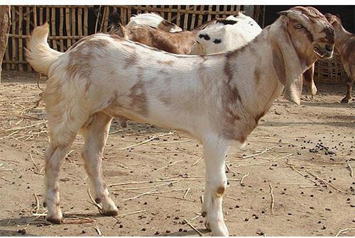 Jamnapari Goat