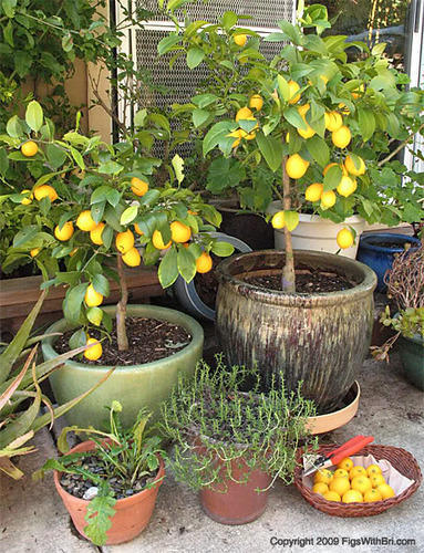 Lemon Plant