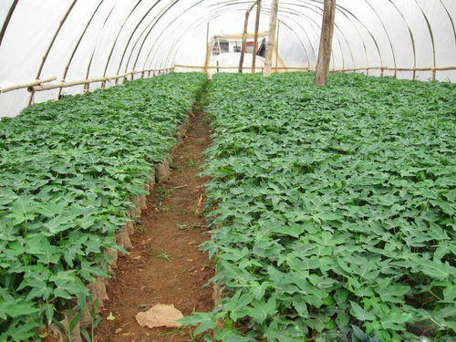 Papaya, Packaging Size : 20 Kg