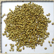 Coriander seeds, Brand Name : adventa, Moisture : 10% max