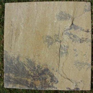 Fossil Mint Sandstone