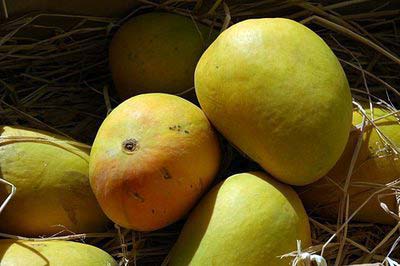 Organic Alphonso Mangoes, For Direct Consumption, Food Processing, Feature : Bore Free, Fressness