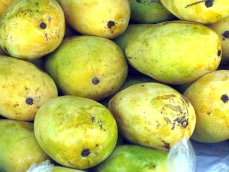 Organic Langda Malda Mangoes, Color : Green