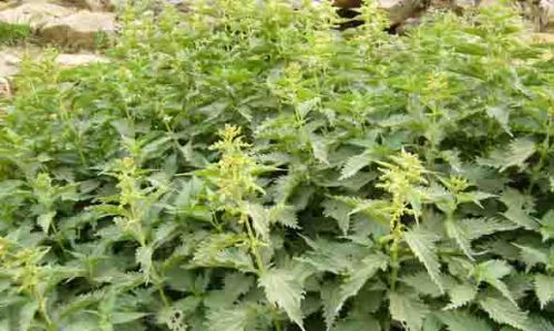 Nettle Stinging Leaf Powder