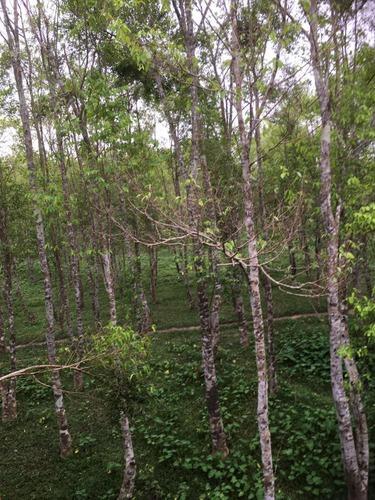 Agarwood Plants