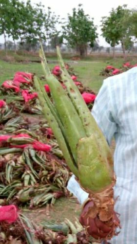 Aloe Vera Plant