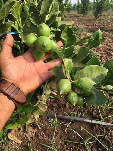 Seedless Lemon Plants