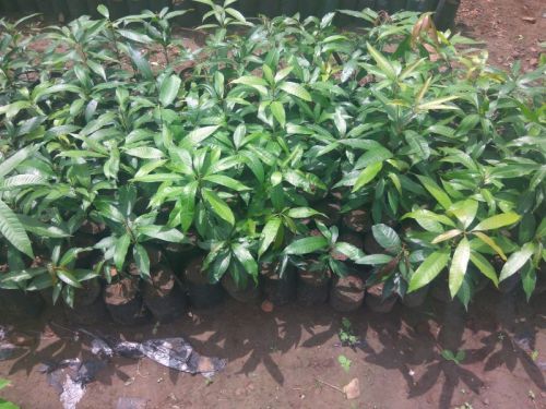 Kesar Mango Plant
