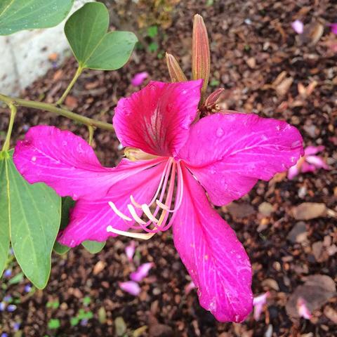 Bauhinia Pink