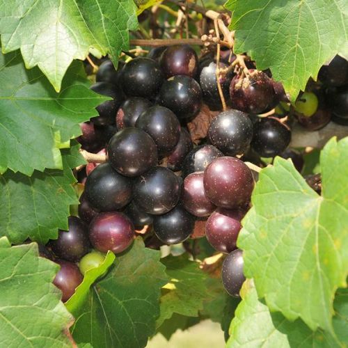 Black Grapes