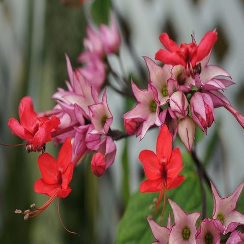 Bleeding Heart Vine Red