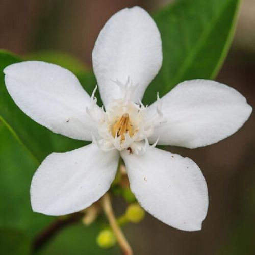 Cape Jasmine