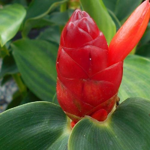 Costus Woodsonii