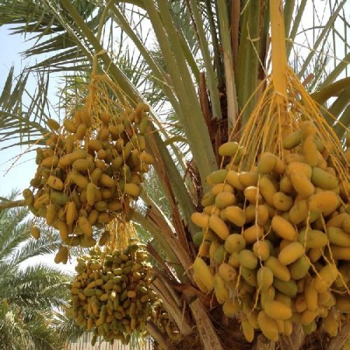 Palm Tree, For Plantation, Packaging Type : Loose