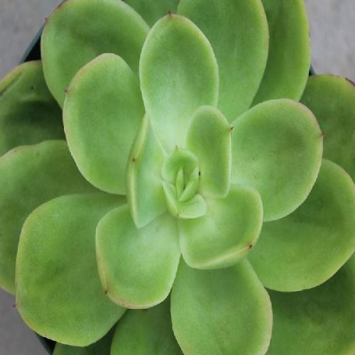 Echeveria Green Spoon