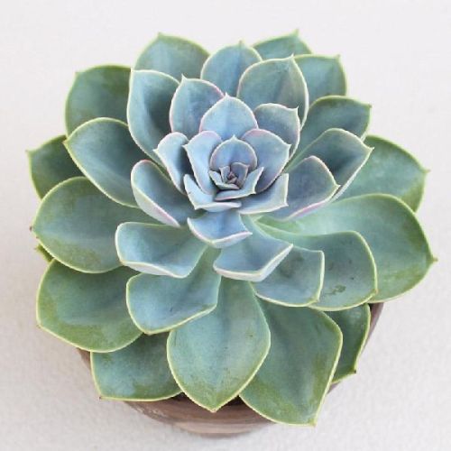 Echeveria Pearl Of Nuremberg