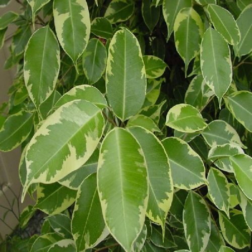 Ficus Bushy King