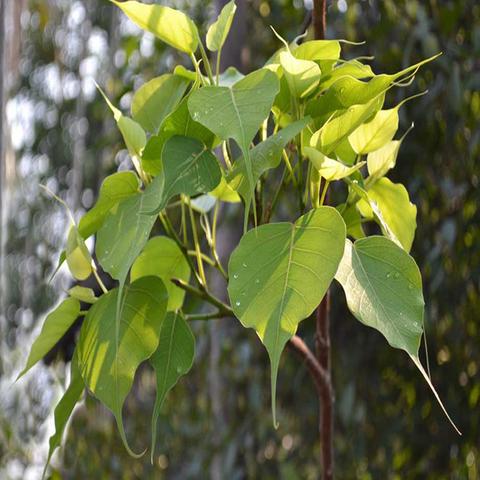 Ficus Re Ligiosa/Peepal Tree