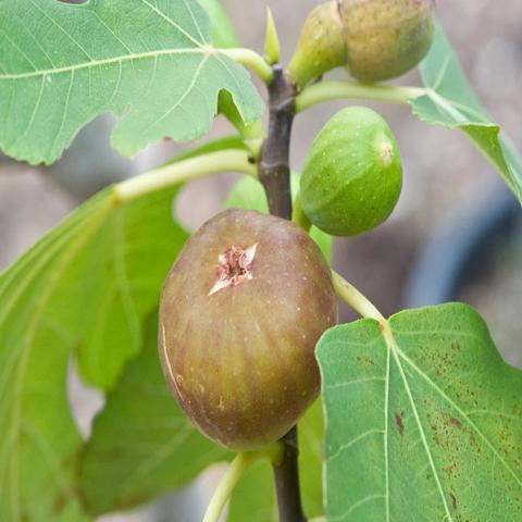 Fig