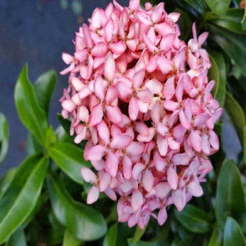 Ixora Mini Dwarf Pink