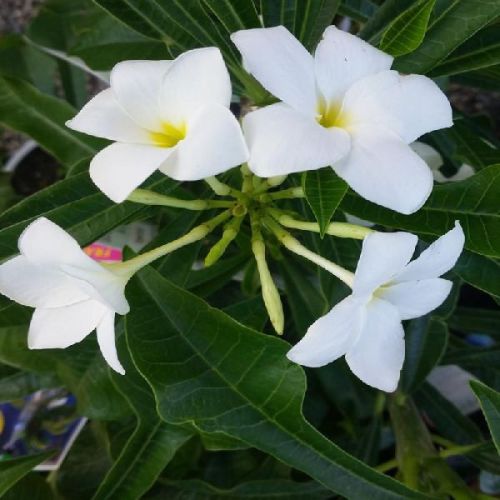 Plumeria Pudica