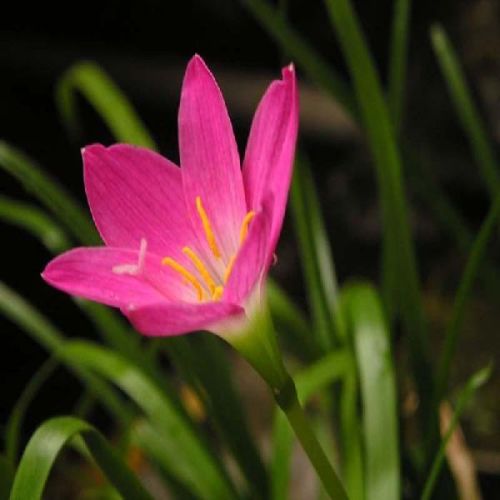 Rain Lily Pink