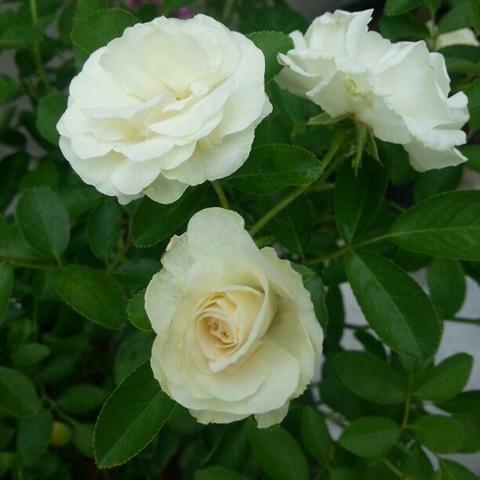 Rosa Crimson Glory Climber White