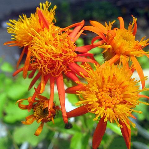 Senecio Orange