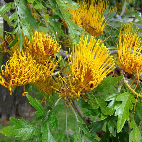 Silver Oak Tree, Grevillea Robusta