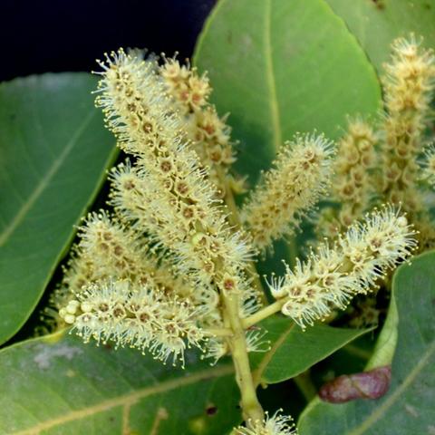 Terminalia Arjuna Tree, For Nutraceutical