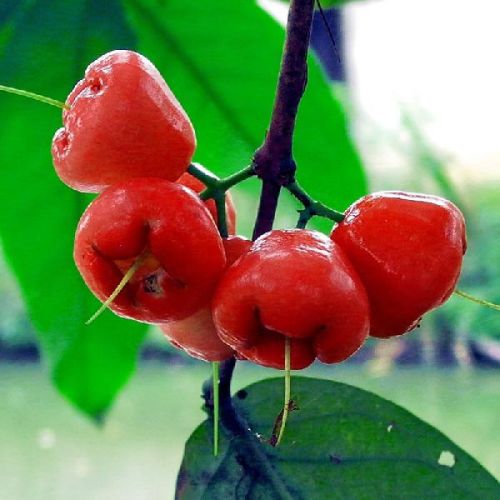 Water Apple Hybrid Red