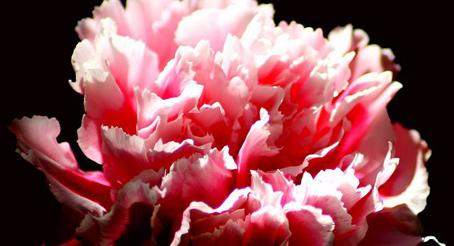 Carnation Flower