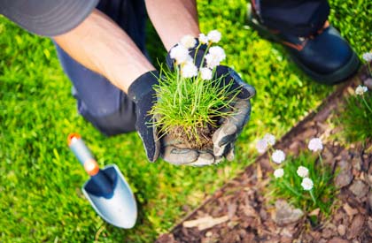 Garden Annual Maintenance Contract Services