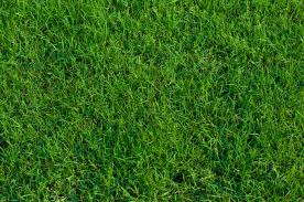 Bermuda Grass