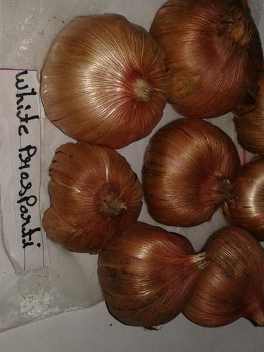 Gladiolus Bulbs (White Prosperity)