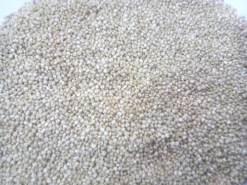 Organic Quinoa Seed
