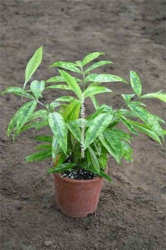 Alpinia Zerumbet Plant