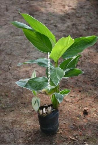 Bamboo Buddha Belly Plant