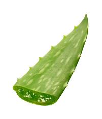 Fresh Aloe Vera Leaves