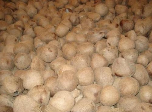 Coconut copra, Shelf Life : 1month