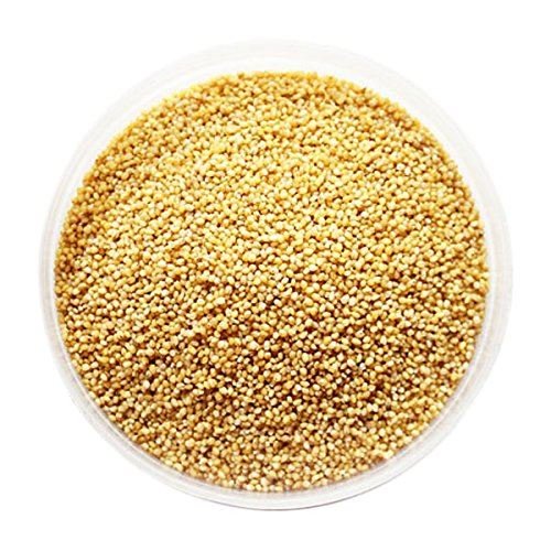 Foxtail millet