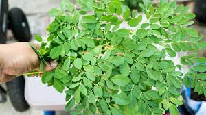 Natural Fresh Moringa Leaves, For Cosmetics, Medicine, Feature : Good Quality, Highly Effective