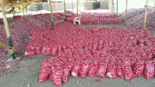 Fresh red onion, Style : Natural