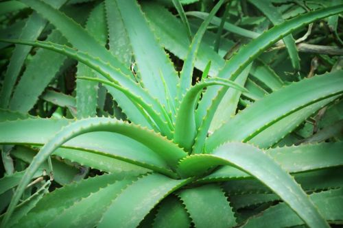 Aloe Vera Leaves