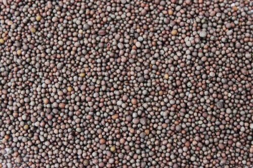 Black Mustard Seeds