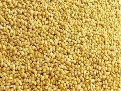 Foxtail Millet Seeds